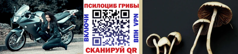 Купить Серов Псилоцибиновые грибы прущие грибы